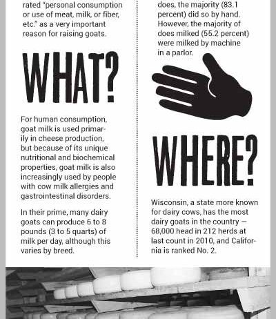 Dairy Goats infographic Dairy Goats infographic