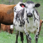 Second generation continues conservation efforts in W. Va. cattle, beef, conservation