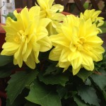 Yellow Dahlias