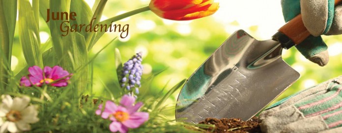 June gardening June gardening