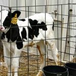 Would YOU want to sleep on your calf bedding?