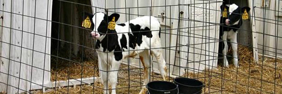 Would YOU want to sleep on your calf bedding?