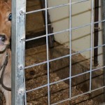 Peters family is all about the Jerseys