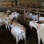 Turkeyfoot group goats