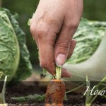 How to save money in the garden: 5 tips carrots and cabbage in garden