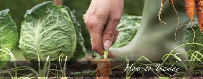 carrots and cabbage in garden