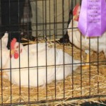Amid ban, poultry exhibitors told to think creatively