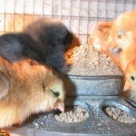 Michigan cancels poultry shows, including 4-H, for 2015 due to bird flu