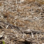 Grain markets: Rain makes grain, or so we hope