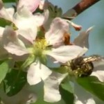 Leap of faith proves spring pollination can be honeybee free