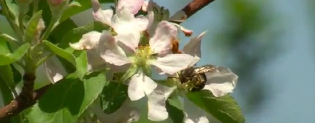 Leap of faith proves spring pollination can be honeybee free