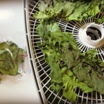 dehydrated greens