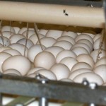 Poultry producers say USDA response to bird flu improving Eggs on a conveyor.