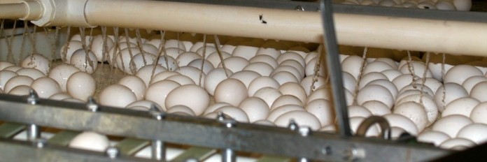 Eggs on a conveyor.