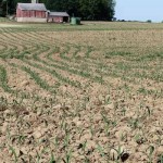 My American heroes? Farmers! emergent corn