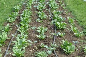 Early spinach growing at Fichter Farm, Minerva, OH