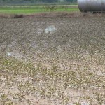 Changing climate continues to affect agriculture Flooded soybean field
