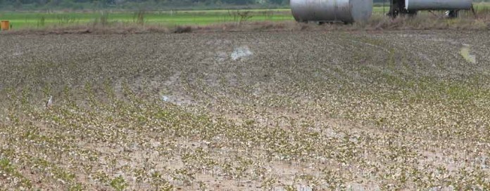 Flooded soybean field