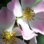 Wooster arboretum heirloom roses go on sale