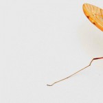 Do mosquitos matter: Is genetic research a good or bad thing? mosquito