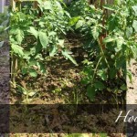 How to manage your garden after too much rain muddy garden
