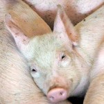 US pork exports set new volume records piglets