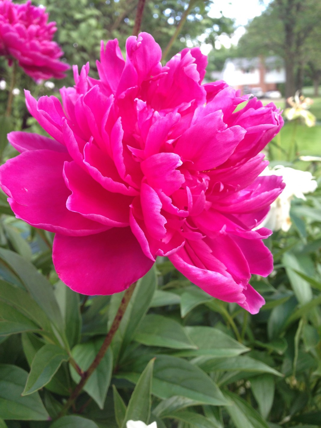 How to divide peonies Farm and Dairy