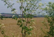 Scout for poisonous weeds in alfalfa poison hemlock