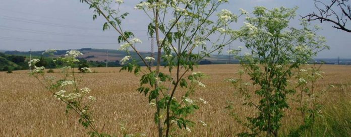 poison hemlock poison hemlock