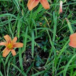 Flowers add meaning and symbolism to the garden tiger lilies