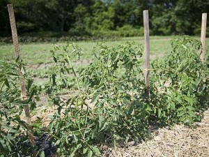 tomatoes staked