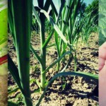 Grow more with less: Cut and grow-again garden vegetables vegetables in garden