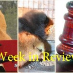 Week in Review 6/6