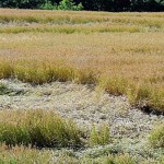 Crops are getting ugly out there