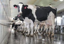 Costs and returns: By the numbers cows in milking parlor