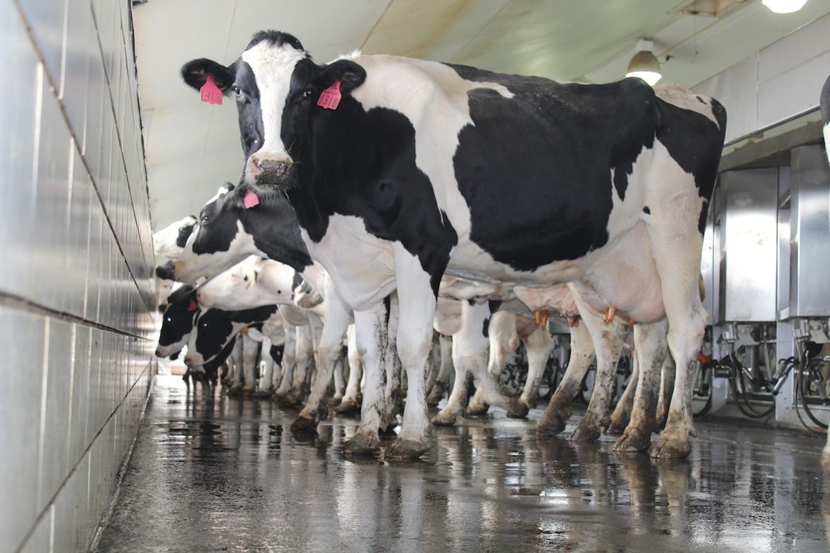 cows in milking parlor