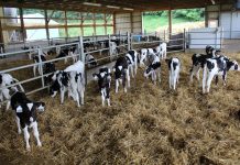 How to prepare your calf barn for winter Calf barn