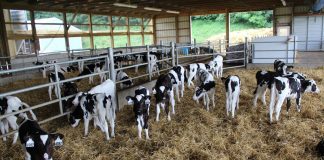 Winter calf care Calf barn