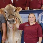 At national sale in Pa., top Brown Swiss brings $18,700 bid