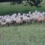 Scoring pastures yearly can help identify trends Sheep