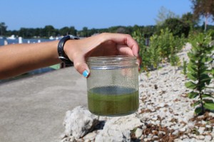 Harmful algae in a jar.
