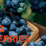 Ask Jen about picking berries picking blueberries