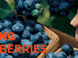 Ask Jen about picking berries picking blueberries