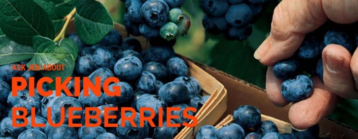 picking blueberries