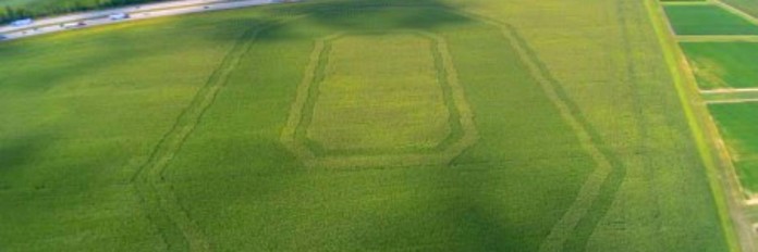 block O in corn This cornfield bordering I-70 at The Ohio State University's Molly Caren Agricultural Center in London, Ohio, was planted with two hybrids of different maturity dates and tassel colors.