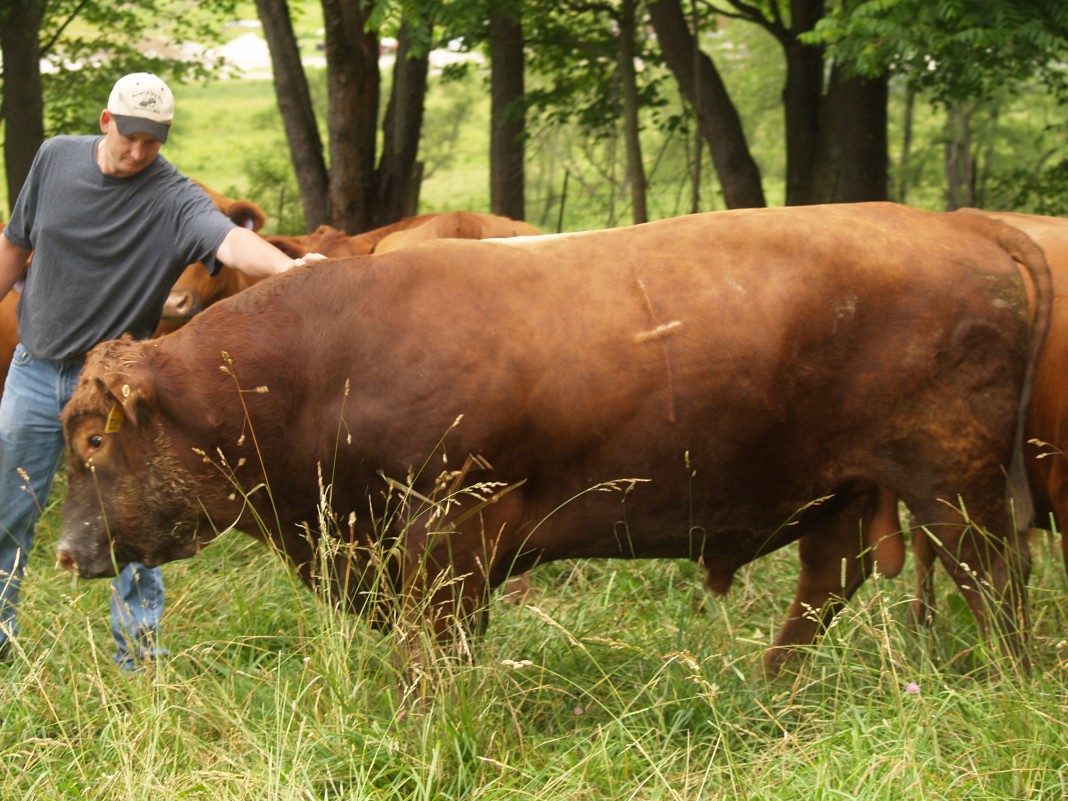 How to determine if cattle are bulls, steers, cows or heifers Farm