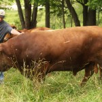 Select Sires Inc. seeking summer interns