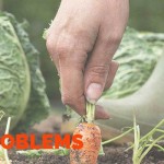How to manage common garden problems carrots and cabbage in garden
