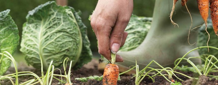 carrots and cabbage in garden carrots and cabbage in garden