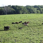 cattle pasture